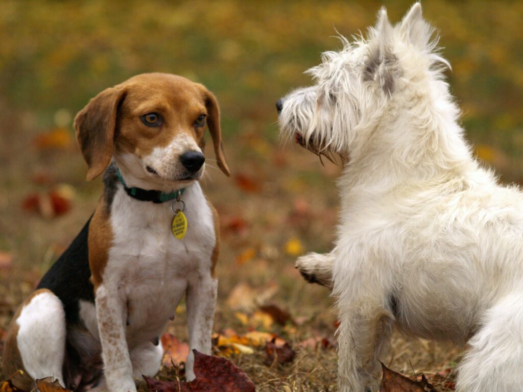 Emergency Vet Glasgow