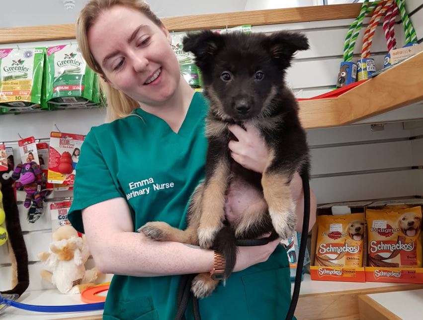 dog vaccinations
