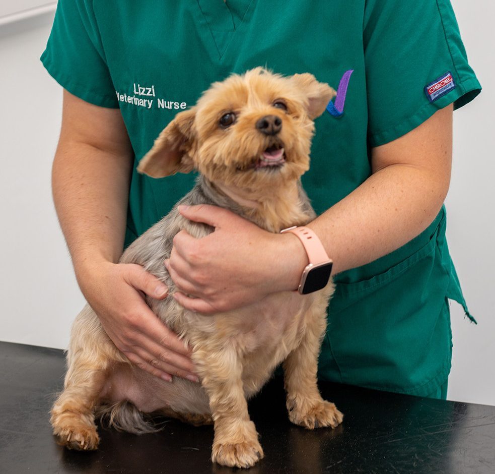 Small store dog vaccinations