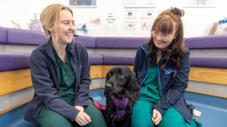 Glasgow vets dog care