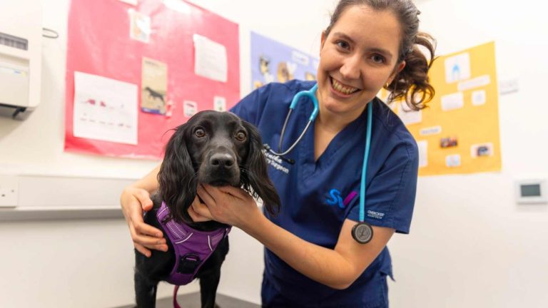 Glasgow vets dog care
