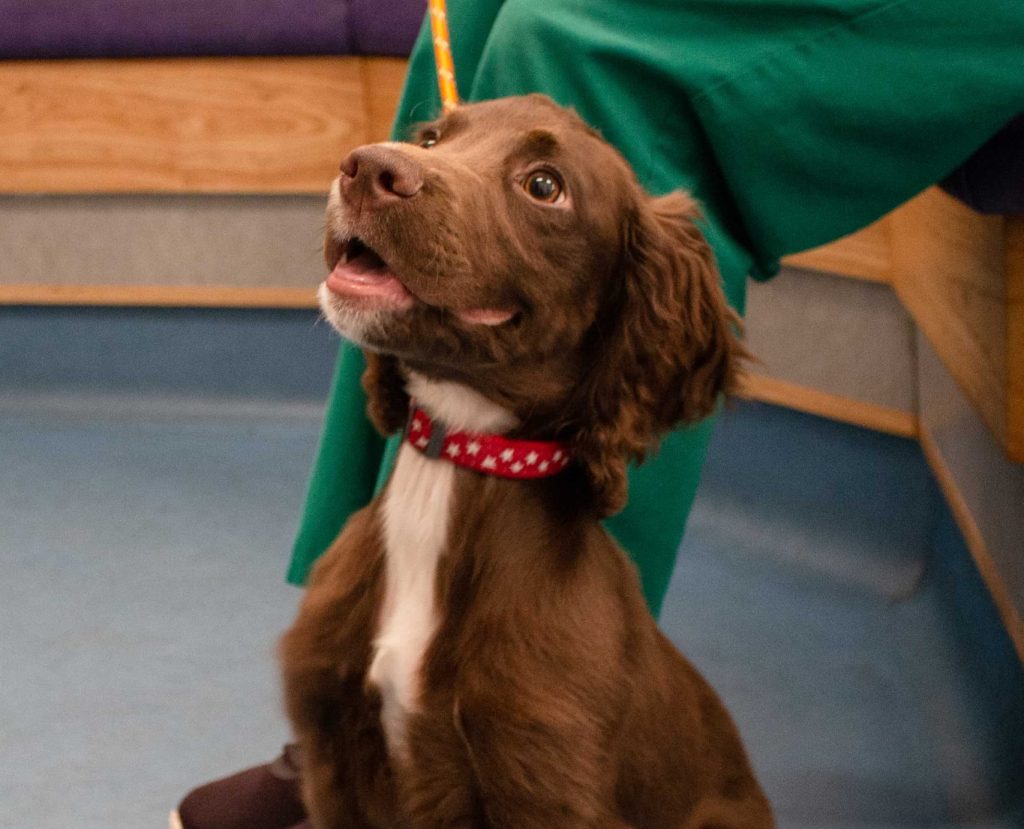 Brown and white spaniel puppy looking up in the ScotVet waiting room