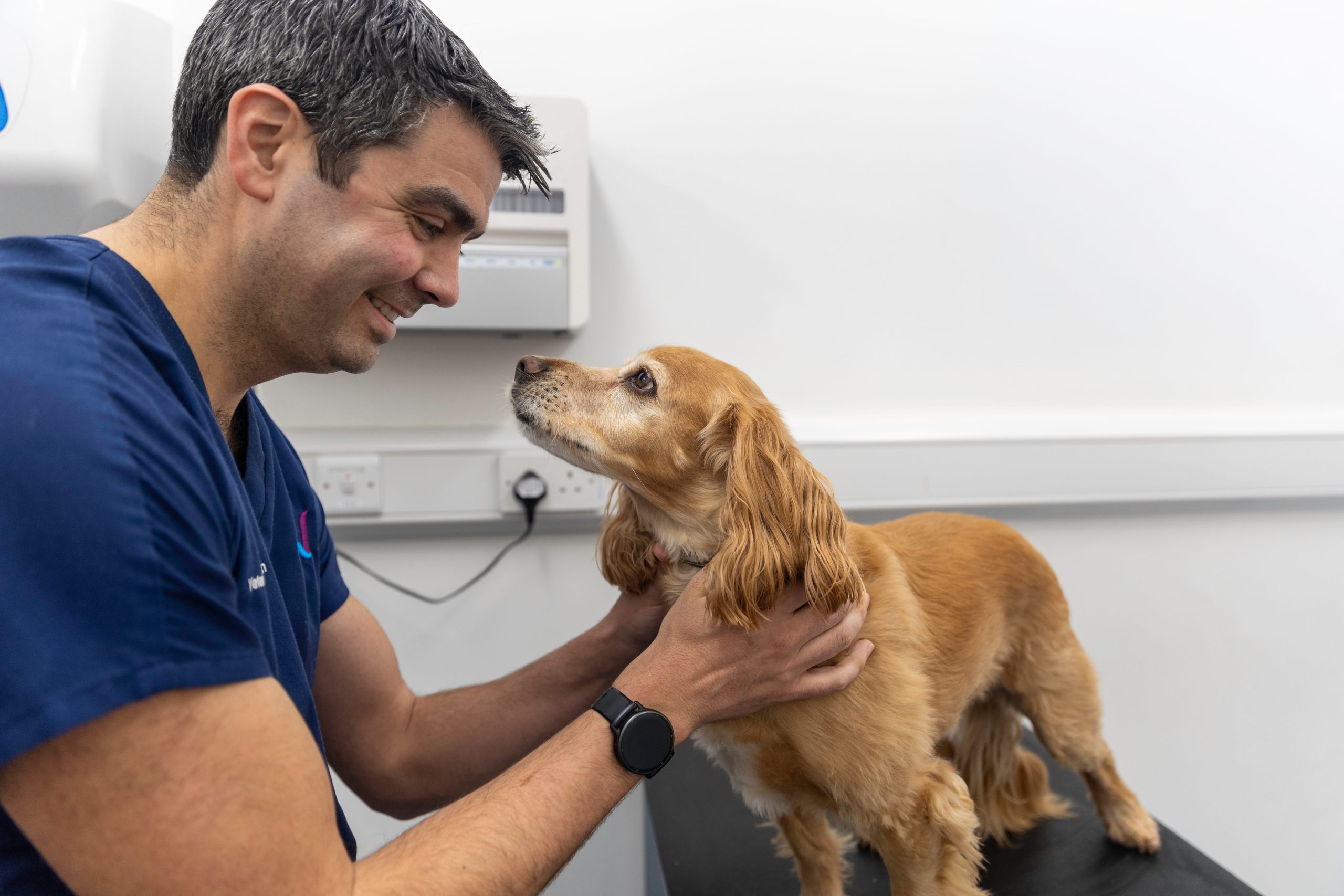 ScotVet vet examining a spaniel at our Glasgow branch