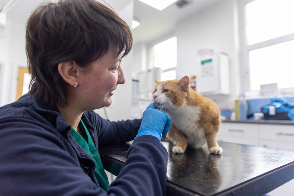 ScotVet team member checking a ginger and white cat on the consulting table