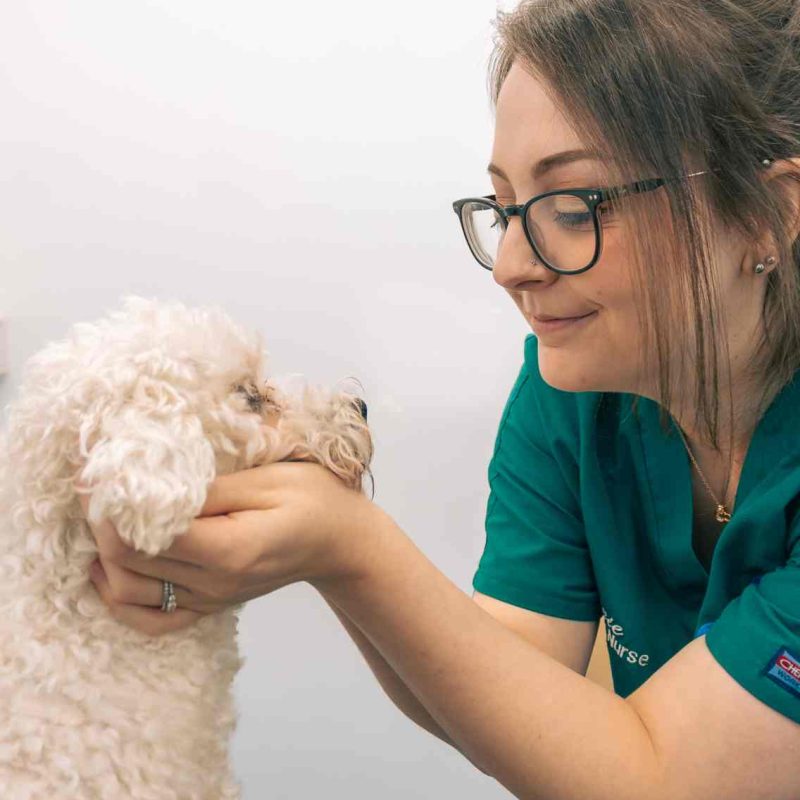 glasgow dog vet